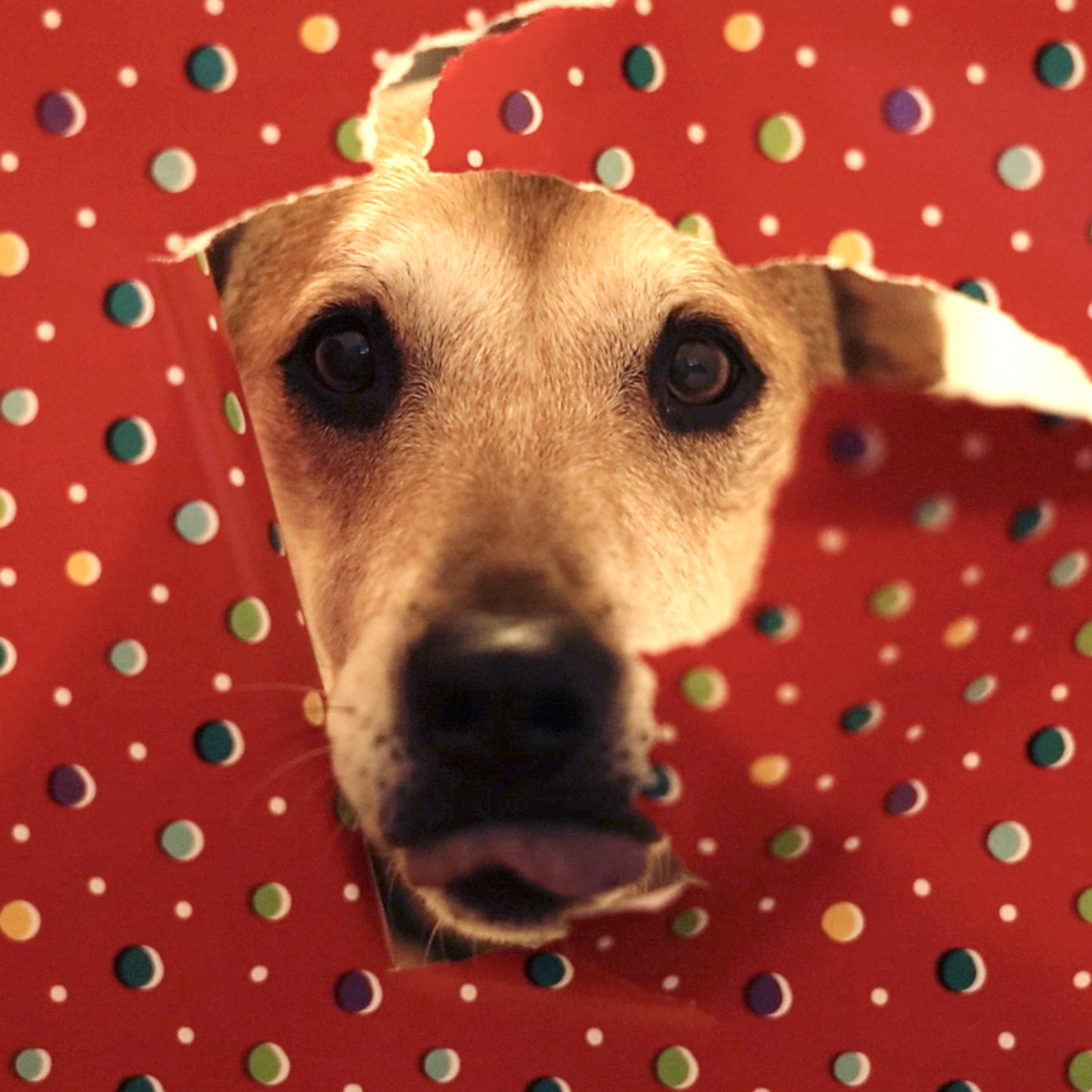 a dog peeks through a piece of torn red polka dot wrapping paper